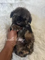 Nick, a male Poodle - Toy  for sale in Baton Rouge, LA – Photo 7 of 8