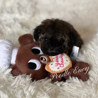 Nick, a male Poodle - Toy  for sale in Baton Rouge, LA – Photo 3 of 8