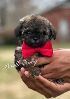Nick, a male Poodle - Toy  for sale in Baton Rouge, LA – Photo 1 of 8