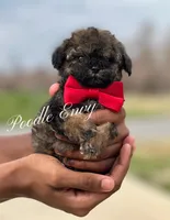 Nick, a male Poodle - Toy  for sale in Baton Rouge, LA – Photo 4 of 8