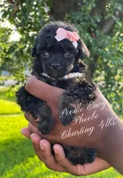 Phoebe, a female Poodle - Toy  for sale in Baton Rouge, LA – Photo 3 of 4
