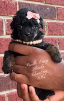 Phoebe, a female Poodle - Toy  for sale in Baton Rouge, LA – Photo 1 of 4
