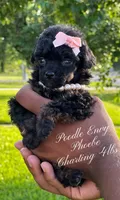 Phoebe, a female Poodle - Toy  for sale in Baton Rouge, LA – Photo 4 of 4