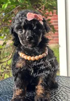 Phoebe, a female Poodle - Toy  for sale in Baton Rouge, LA – Photo 2 of 4