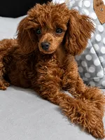 Handsome Tiny Red Male Toy Poodle, a male Poodle - Toy  for sale in Baton Rouge, LA – 4 of 8