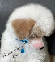 Leo, a male Poodle - Toy  and Poodle - Miniature  for sale in Baton Rouge, LA – 3 of 4