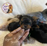 Clove, a male Yorkshire Terrier for sale in Baton Rouge, LA – 1 of 4