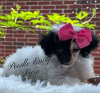 Lyra, a female Poodle - Toy  and Poodle - Miniature  for sale in Baton Rouge, LA – 3 of 3