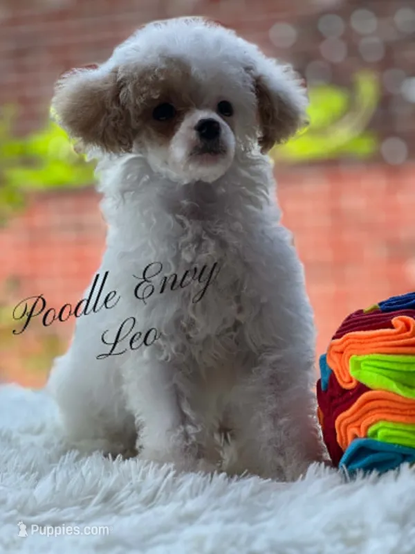 Leo – Poodle - Toy , Poodle - Miniature  puppy for sale in Baton Rouge, LA