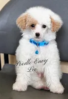 Leo, a male Poodle - Toy  and Poodle - Miniature  for sale in Baton Rouge, LA – 4 of 4