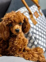 Handsome Tiny Red Male Toy Poodle, a male Poodle - Toy  for sale in Baton Rouge, LA – 2 of 8