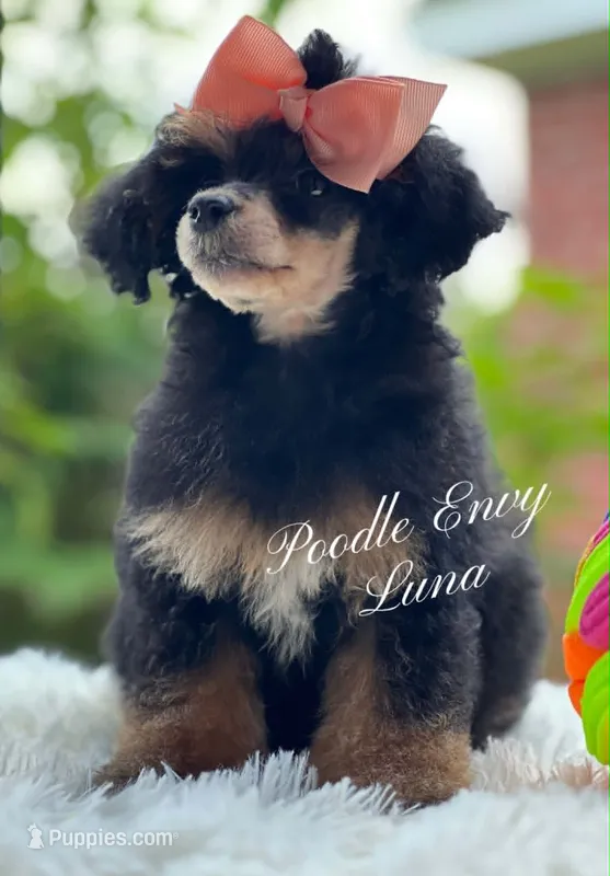 Luna – Poodle - Toy , Poodle - Miniature  puppy for sale in Baton Rouge, LA