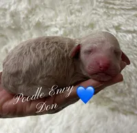 Don, a male Poodle - Standard  for sale in Baton Rouge, LA – Photo 1 of 3