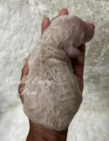 Don, a male Poodle - Standard  for sale in Baton Rouge, LA – Photo 3 of 3