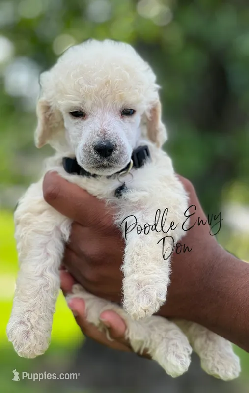 Don – Poodle - Standard  puppy for sale in Baton Rouge, LA
