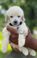 Don, a male Poodle - Standard  for sale in Baton Rouge, LA – Photo 1 of 2