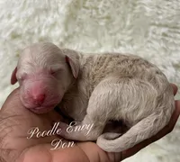 Don, a male Poodle - Standard  for sale in Baton Rouge, LA – Photo 2 of 3