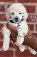 Don, a male Poodle - Standard  for sale in Baton Rouge, LA – Photo 2 of 2