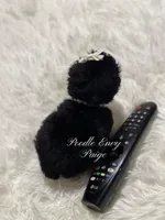 Paige, a female Poodle - Toy  for sale in Baton Rouge, LA – Photo 6 of 6