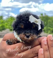 Paige, a female Poodle - Toy  for sale in Baton Rouge, LA – Photo 1 of 6