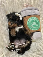 Paige, a female Poodle - Toy  for sale in Baton Rouge, LA – Photo 4 of 6