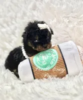 Paige, a female Poodle - Toy  for sale in Baton Rouge, LA – Photo 5 of 6