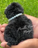 Paige, a female Poodle - Toy  for sale in Baton Rouge, LA – Photo 2 of 6