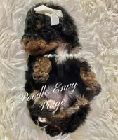 Paige, a female Poodle - Toy  for sale in Baton Rouge, LA – Photo 3 of 6