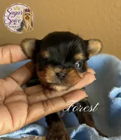 Forest, a male Yorkshire Terrier for sale in Baton Rouge, LA – 1 of 4