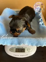Clove, a male Yorkshire Terrier for sale in Baton Rouge, LA – 4 of 4