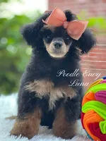 Luna, a female Poodle - Toy  and Poodle - Miniature  for sale in Baton Rouge, LA – 2 of 2