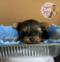Oakley , a male Yorkshire Terrier for sale in Baton Rouge, LA – 2 of 4