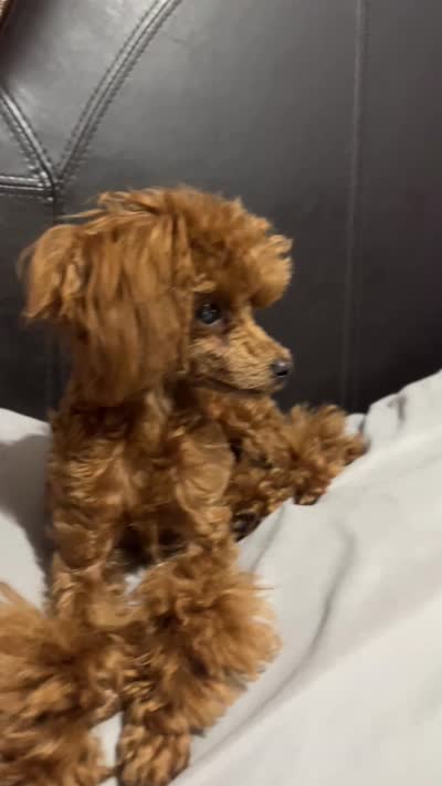 Handsome Tiny Red Male Toy Poodle, a male Poodle - Toy  for sale in Baton Rouge, LA – 8 of 8