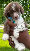 Dusse, a male Poodle - Standard  for sale in Baton Rouge, LA – Photo 3 of 3