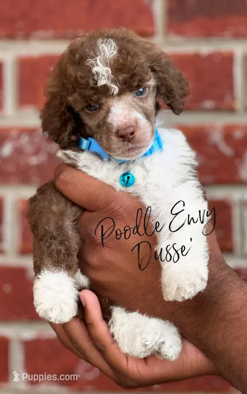 Dusse – Poodle - Standard  puppy for sale in Baton Rouge, LA