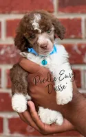 Dusse, a male Poodle - Standard  for sale in Baton Rouge, LA – Photo 1 of 3