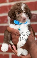 Dusse, a male Poodle - Standard  for sale in Baton Rouge, LA – Photo 2 of 3