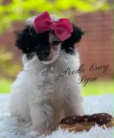 Lyra, a female Poodle - Toy  and Poodle - Miniature  for sale in Baton Rouge, LA – 1 of 3