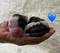Tito, a male Poodle - Standard  for sale in Baton Rouge, LA – Photo 1 of 2