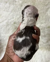 Tito, a male Poodle - Standard  for sale in Baton Rouge, LA – Photo 2 of 2