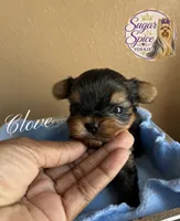 Clove, a male Yorkshire Terrier for sale in Baton Rouge, LA – 2 of 4