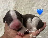 Cream, a male Poodle - Standard  for sale in Baton Rouge, LA – Photo 1 of 3