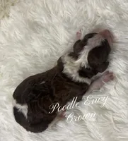 Cream, a male Poodle - Standard  for sale in Baton Rouge, LA – Photo 2 of 3