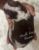 Cream, a male Poodle - Standard  for sale in Baton Rouge, LA – Photo 3 of 3