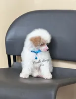Leo, a male Poodle - Toy  and Poodle - Miniature  for sale in Baton Rouge, LA – 2 of 4