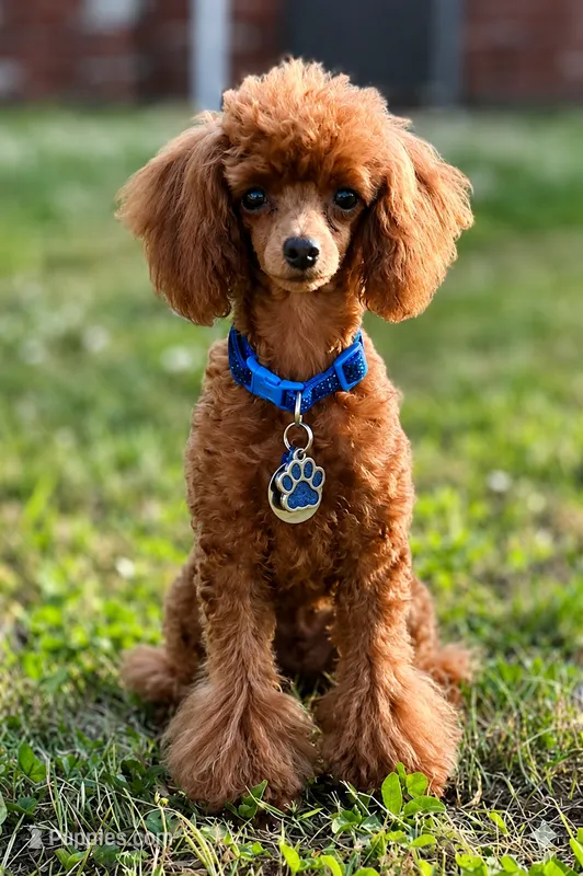 Handsome Tiny Red Male Toy Poodle – Poodle - Toy  puppy for sale in Baton Rouge, LA