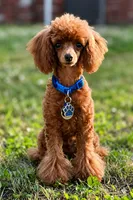 Handsome Tiny Red Male Toy Poodle, a male Poodle - Toy  for sale in Baton Rouge, LA – 1 of 8