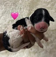 Rose, a female Poodle - Standard  for sale in Baton Rouge, LA – Photo 1 of 3