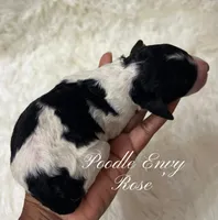 Rose, a female Poodle - Standard  for sale in Baton Rouge, LA – Photo 3 of 3