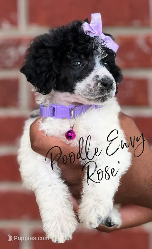 Rose – Poodle - Standard  puppy for sale in Baton Rouge, LA